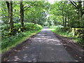 NX3053 : Minor road beside Mochrum Loch passing through Heathery Ward Wood by Peter Wood