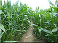 Public footpath towards Holt Copse