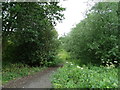 Track into Rushy Mead Nature Reserve