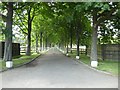 Tree-lined drive to Model Farm Cottages 