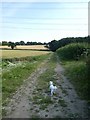 Farm track and footpath to Lunces Hall