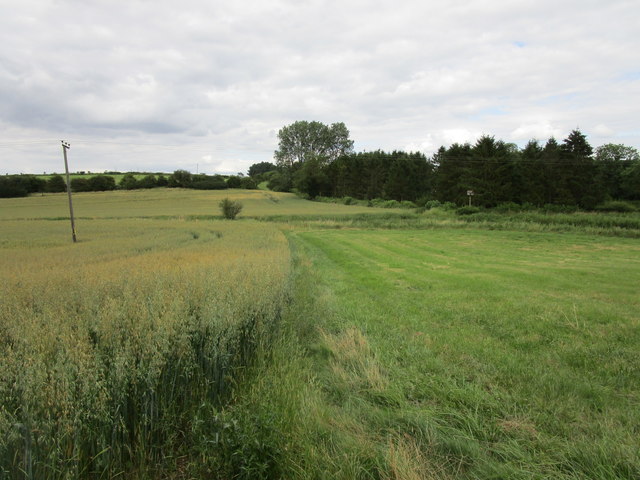 Oats and grassland at Bulby