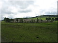 Felled woodland at Bogallie