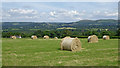 Pasture south-west of Newbridge-on-Wye in Powys