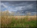 Cornfield at St Mary Hoo