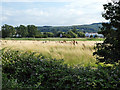 Rough grassland beside the West Somerset Railway