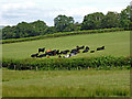 Pasture north-east of Llanafan-Fawr in Powys