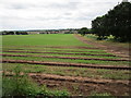 Field of carrots near Ravenshead