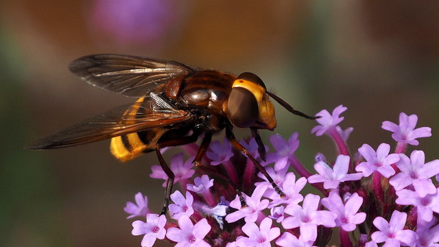 Hoverfly on Verbena bonariensis