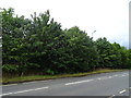 Trees beside Meridian Way (A121), Waltham Abbey