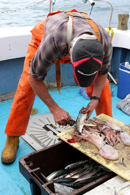 Preparing a cocktail of mackerel and octopus