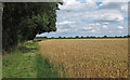 Wheat Field near Arger Fen, Bures