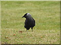 Jackdaw looking for leatherjackets