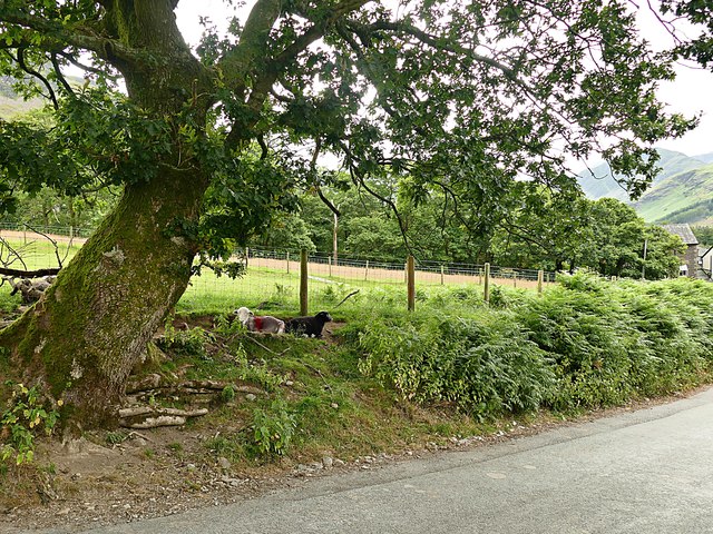 Sheep by the roadside