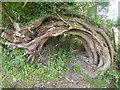 SP0328 : Willow tree, Puck Pit Lane, Winchcombe by pam fray