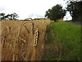 Barley growing beside Reading