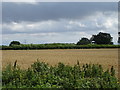 Cereal crop off  Hunsdon Road (B180)