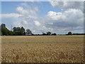 Cereal crop near Hunsdon