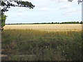 Field of wheat off School Road, Great Ashfield