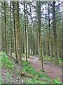 In Whinlatter Forest