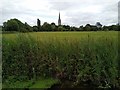 SU1329 : View south-east across Harnham water meadows, Salisbury by Brian Robert Marshall