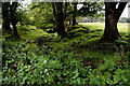 A shaded glen, Killydart