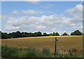 Footpath and crop field off the B1383, Bishop