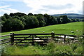 Sheep, Ballyrenan