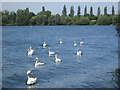 A bevy of swans at Stewartby Lake