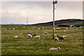 Sheep Farming near Strand Loch