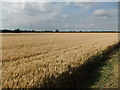 SE8026 : A sea of wheat by David Brown