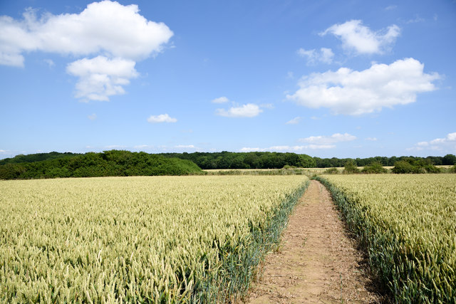 Public bridleway across field of wheat