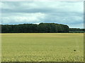 Farmland near Diamond Hill Farm