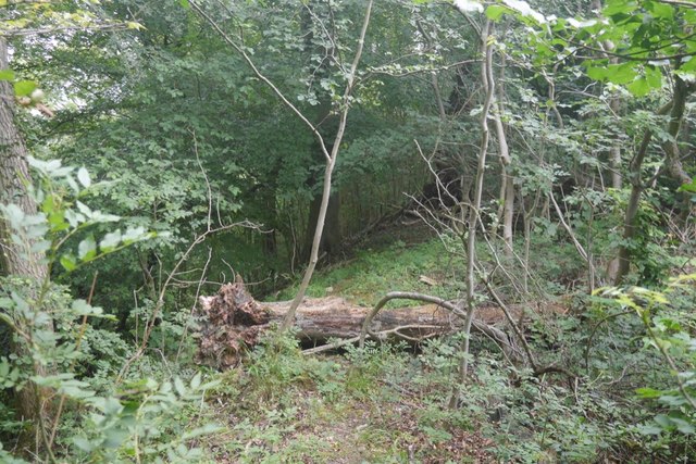 Woodland on Wenlock Edge © Richard Webb :: Geograph Britain and Ireland