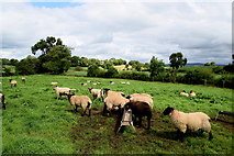H5070 : Flock of sheep, Donaghanie by Kenneth  Allen