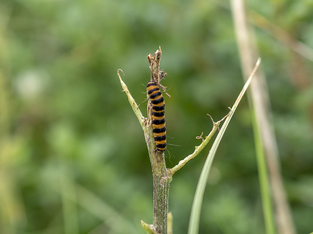 Caterpillar, White Park Bay