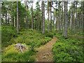 Path in Coulhill Wood