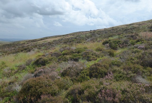 Tussocky grass and heather