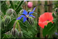 Self-sown plants on a patch of waste ground, 1