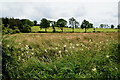 Rough ground, Derrygany (Neville)