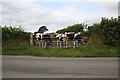 NY2550 : Inquisitive cows at field gate by Roger Templeman