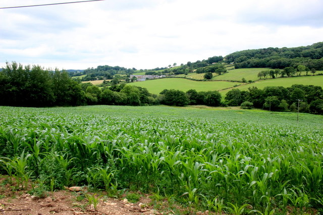 Maize Field at Stockers Farm