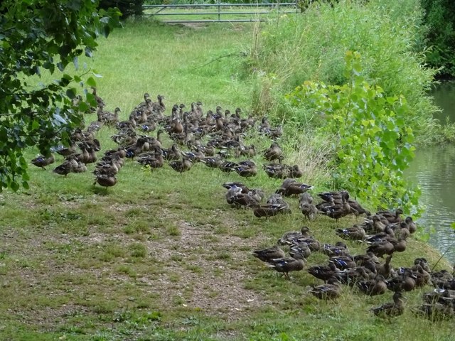 flocks of mallards