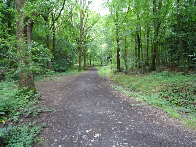 Bridleway in Earnwood Copse © Philip Halling :: Geograph Britain and ...