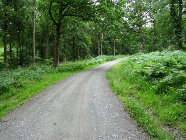 Forest road in Wyre Forest