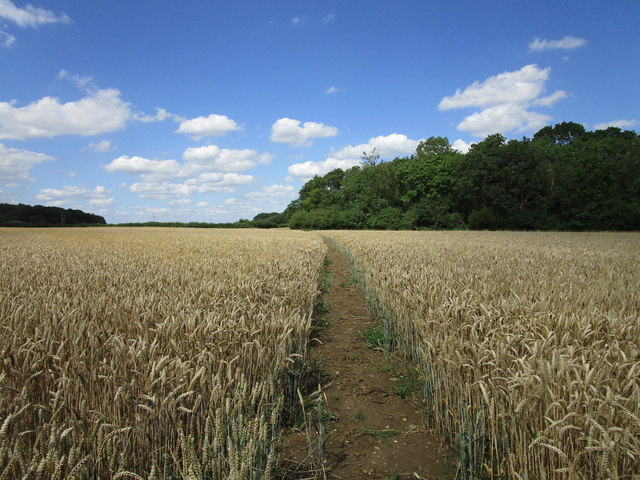 Bridleway and Cockendale Wood © Jonathan Thacker :: Geograph Britain ...