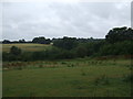 Grazing near Broadfield Farm