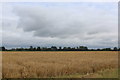 Field on the Edge of Disused Acaster Malbis Airfield