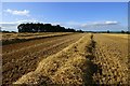 SP5857 : Farmland, Everdon by Andrew Smith
