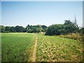 Footpath towards Ickenham Marsh